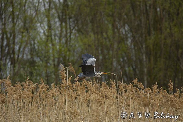 Czapla siwa, Ardea cinerea