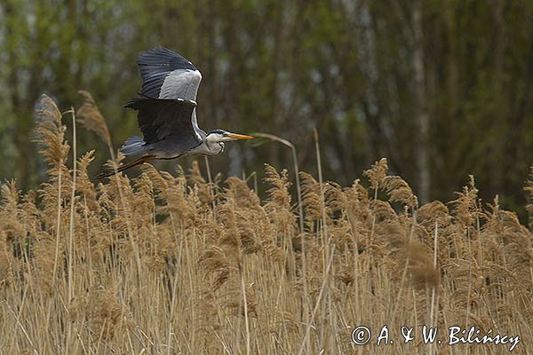 Czapla siwa, Ardea cinerea