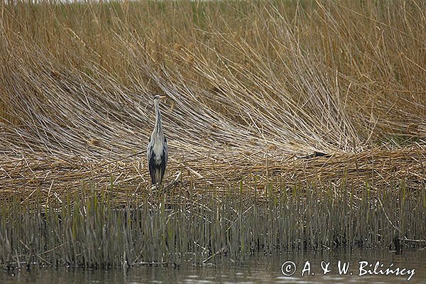 Czapla siwa, Ardea cinerea