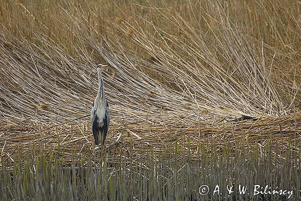 Czapla siwa, Ardea cinerea