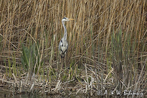 Czapla siwa, Ardea cinerea