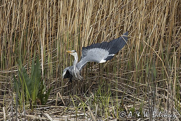 Czapla siwa, Ardea cinerea