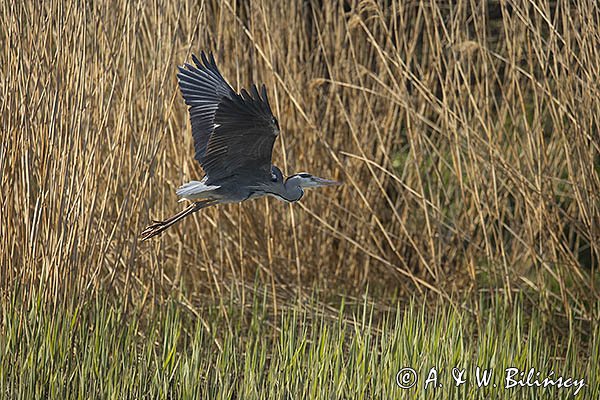 Czapla siwa, Ardea cinerea