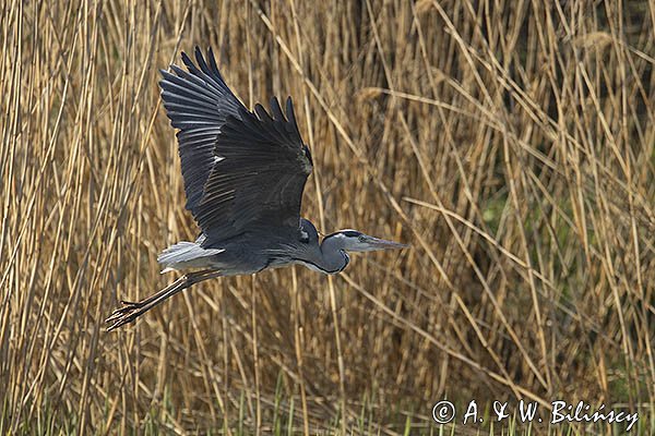 Czapla siwa, Ardea cinerea