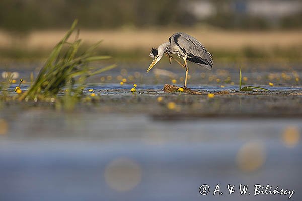 Czapla siwa, Ardea cinerea