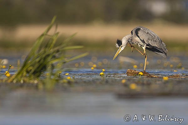 Czapla siwa, Ardea cinerea