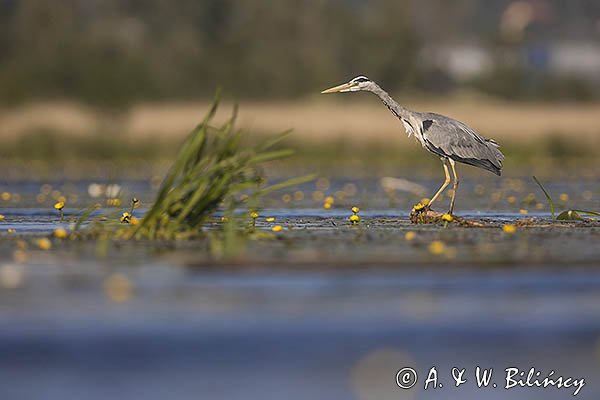 Czapla siwa, Ardea cinerea