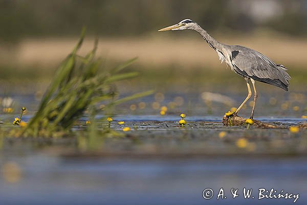 Czapla siwa, Ardea cinerea