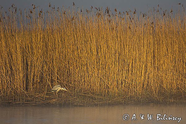 Czapla siwa, Ardea cinerea