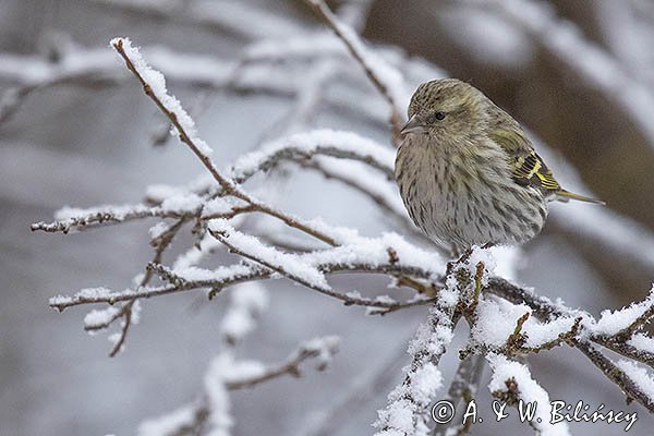 Czyż, czyżyk Carduelis spinus, samica