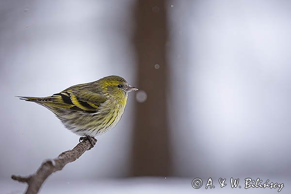 Czyż, czyżyk Carduelis spinus, samica