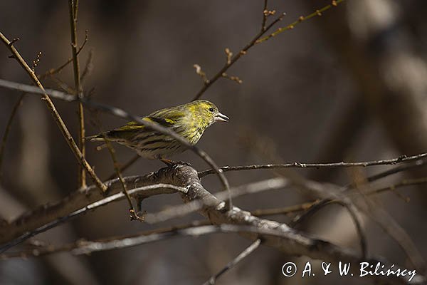 Czyż, czyżyk Carduelis spinus