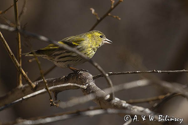 Czyż, czyżyk Carduelis spinus