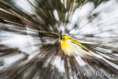 czyż, czyżyk Carduelis spinus, impresja