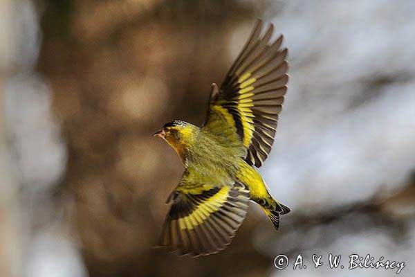 czyż, czyżyk Carduelis spinus, samiec