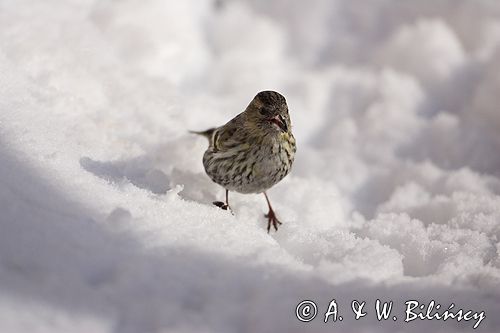 czyż, czyżyk Carduelis spinus