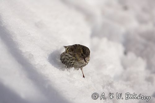 czyż, czyżyk Carduelis spinus