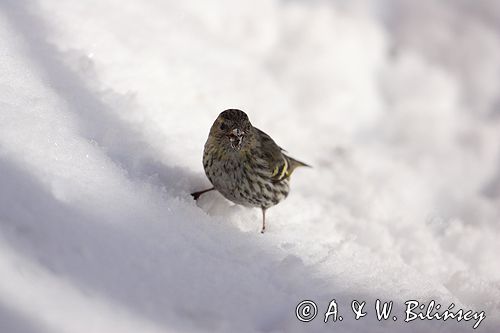 czyż, czyżyk Carduelis spinus