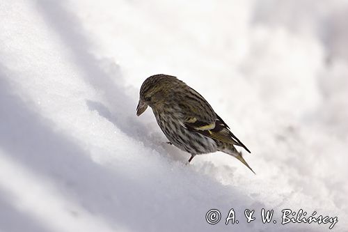 czyż, czyżyk Carduelis spinus