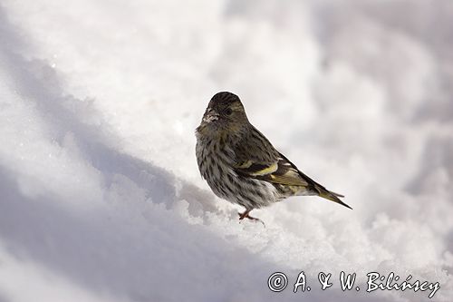 czyż, czyżyk Carduelis spinus