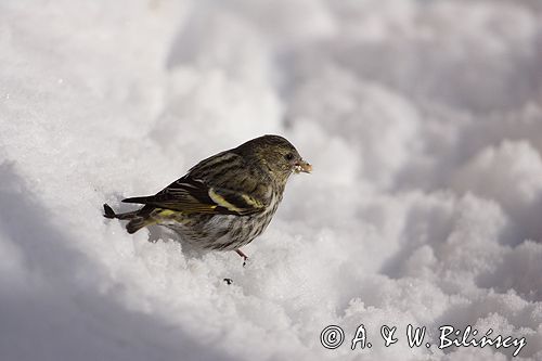 czyż, czyżyk Carduelis spinus