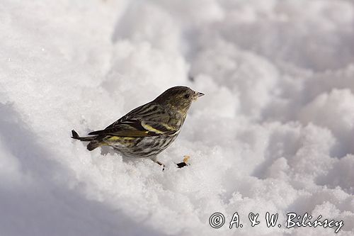 czyż, czyżyk Carduelis spinus