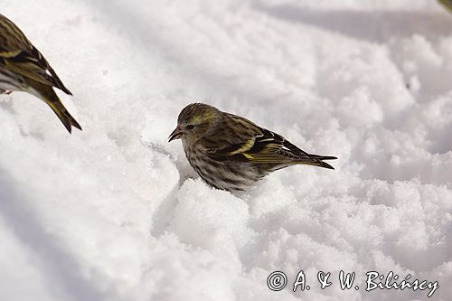 czyż, czyżyk Carduelis spinus