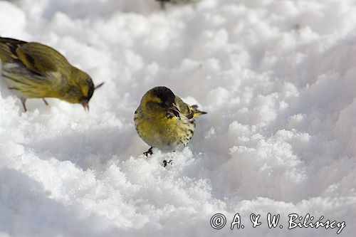 czyż, czyżyk Carduelis spinus