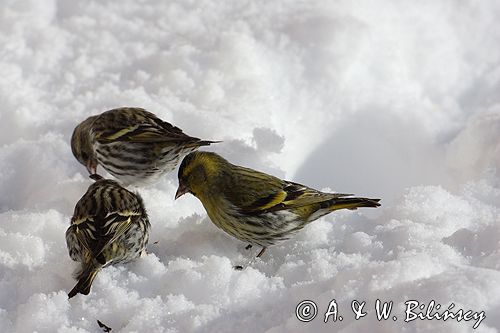 czyż, czyżyk Carduelis spinus