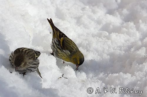 czyż, czyżyk Carduelis spinus