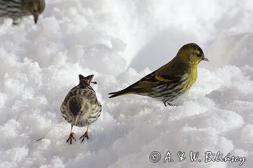 czyż, czyżyk Carduelis spinus