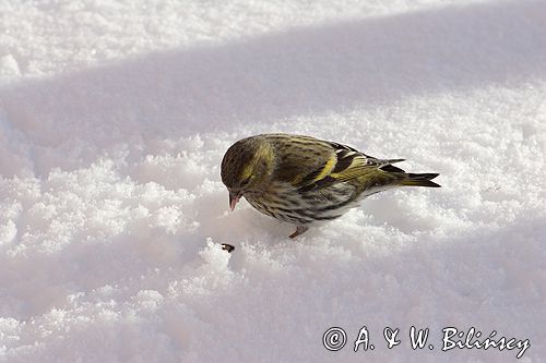 czyż, czyżyk Carduelis spinus