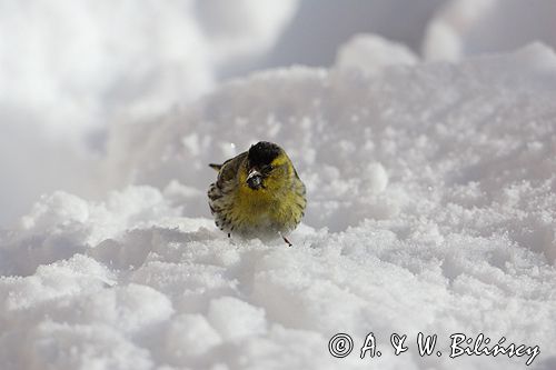 czyż, czyżyk Carduelis spinus