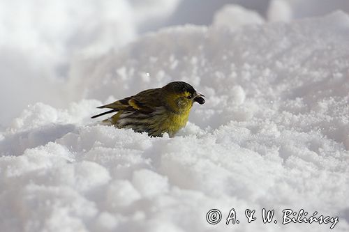 czyż, czyżyk Carduelis spinus