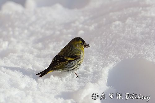 czyż, czyżyk Carduelis spinus