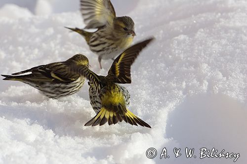 czyż, czyżyk Carduelis spinus