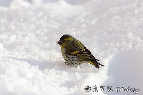 czyż, czyżyk Carduelis spinus