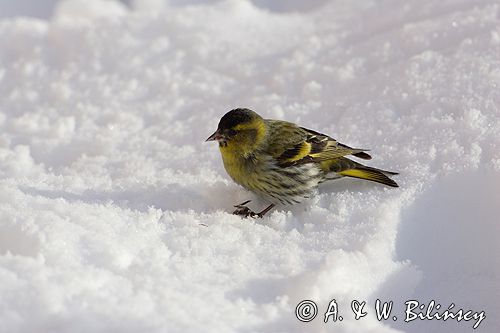 czyż, czyżyk Carduelis spinus