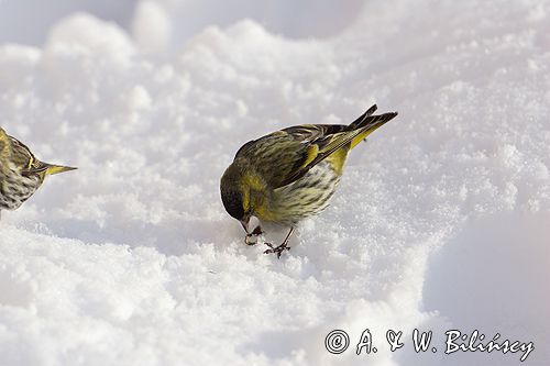 czyż, czyżyk Carduelis spinus