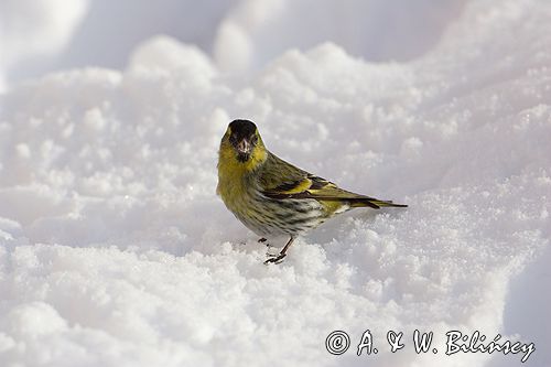 czyż, czyżyk Carduelis spinus