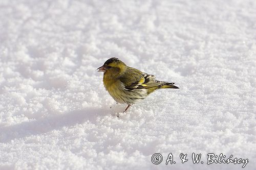 czyż, czyżyk Carduelis spinus