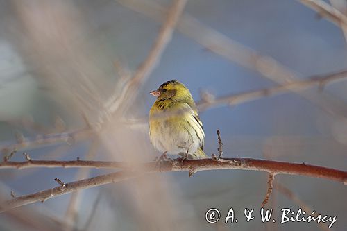 czyż, czyżyk Carduelis spinus