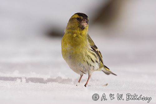 czyż, czyżyk Carduelis spinus