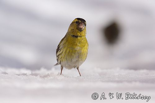 czyż, czyżyk Carduelis spinus