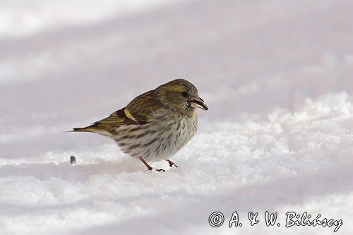 czyż, czyżyk Carduelis spinus