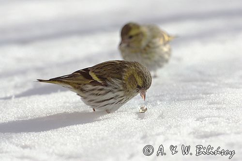 czyż, czyżyk Carduelis spinus