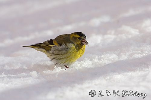 czyż, czyżyk Carduelis spinus