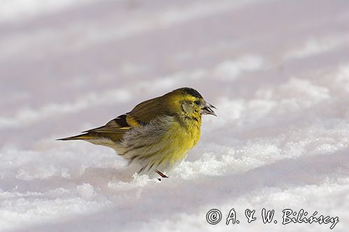 czyż, czyżyk Carduelis spinus