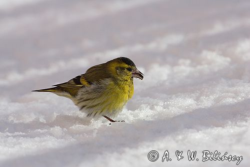 czyż, czyżyk Carduelis spinus