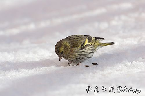 czyż, czyżyk Carduelis spinus